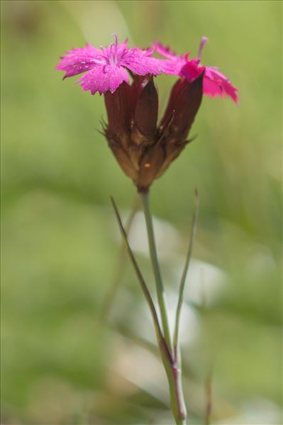 Dianthus carthusianorum L. subsp. carthusianorum