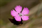 Dianthus carthusianorum L. subsp. carthusianorum