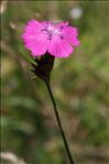 Dianthus carthusianorum L. subsp. carthusianorum