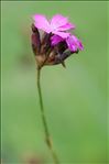 Dianthus carthusianorum L. subsp. carthusianorum