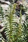 Dryopteris affinis subsp. borreri (Newman) Fraser-Jenk.