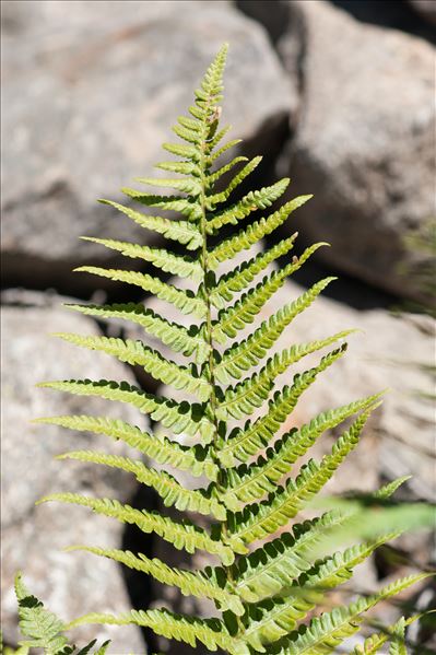 Dryopteris affinis subsp. borreri (Newman) Fraser-Jenk.