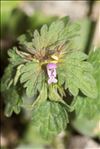 Lamium hybridum Vill.