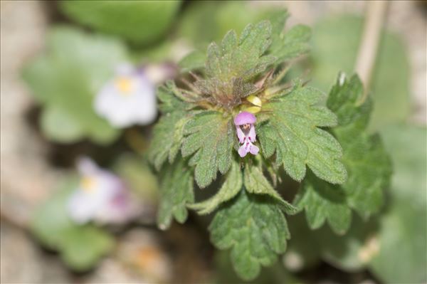 Lamium hybridum Vill.