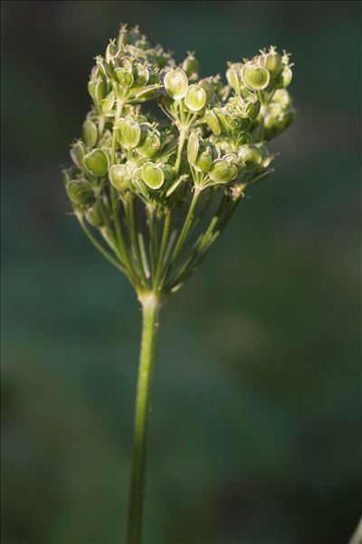Heracleum sphondylium subsp. sphondylium var. angustifolium (Crantz) C.C.Gmel.