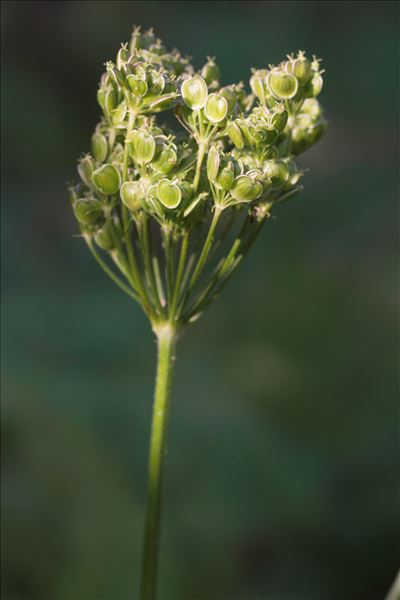 Heracleum sphondylium L. subsp. sphondylium