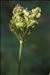 Heracleum sphondylium L. subsp. sphondylium