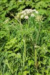 Heracleum sphondylium subsp. sphondylium var. angustifolium (Crantz) C.C.Gmel.