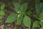 Impatiens parviflora DC.