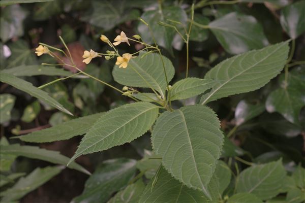 Impatiens parviflora DC.