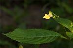 Impatiens parviflora DC.