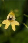 Impatiens parviflora DC.