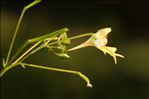 Impatiens parviflora DC.