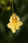 Impatiens parviflora DC.