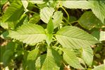 Impatiens parviflora DC.