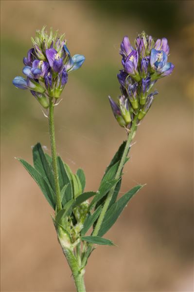 Medicago sativa L. subsp. sativa