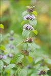 Mentha x verticillata L.