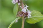 Mentha x verticillata L.