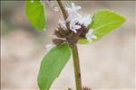 Mentha ×verticillata L.