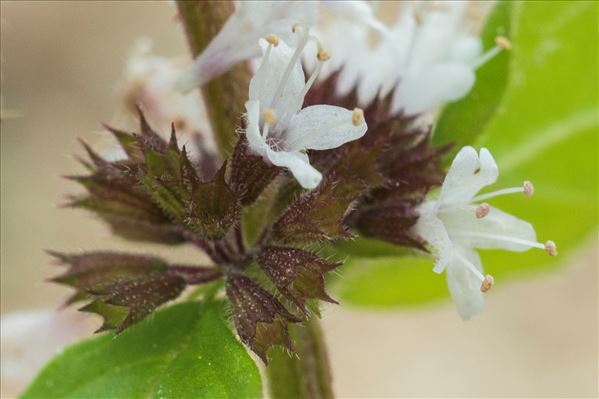 Mentha ×verticillata L.