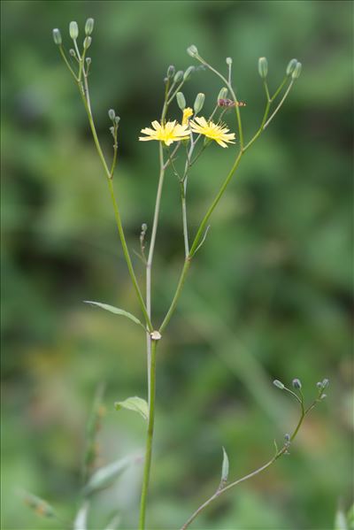 Lapsana communis subsp. intermedia (M.Bieb.) Hayek