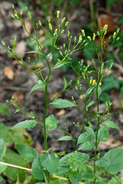 Lapsana communis L. subsp. communis