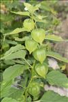 Physalis alkekengi L.