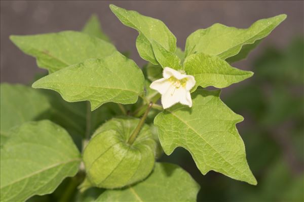 Physalis alkekengi L. var. alkekengi