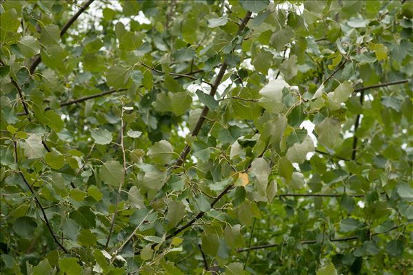 Populus x canescens (Aiton) Sm.