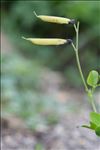 Lathyrus linifolius f. montanus (Bernh.) Bässler