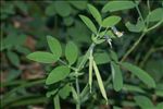 Lathyrus linifolius (Reichard) Bässler