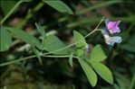 Lathyrus linifolius (Reichard) Bässler