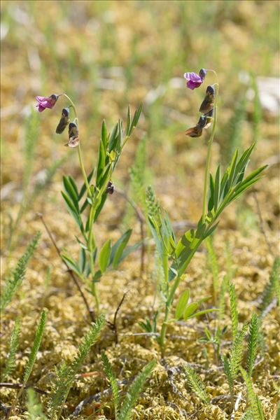 Lathyrus linifolius f. montanus (Bernh.) Bässler