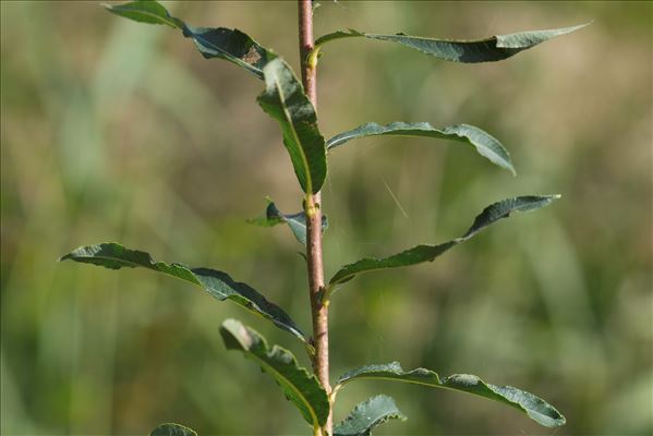 Salix x rubens Schrank