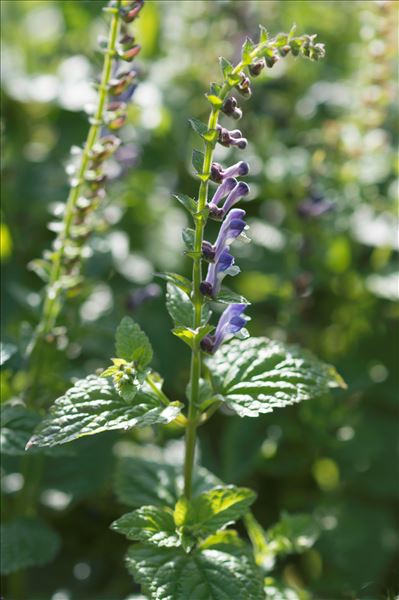 Scutellaria altissima L.