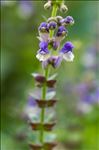 Scutellaria altissima L.