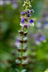 Scutellaria altissima L.