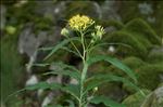 Senecio ovatus (P.Gaertn., B.Mey. & Scherb.) Willd. subsp. ovatus