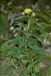 Senecio ovatus (P.Gaertn., B.Mey. & Scherb.) Willd. subsp. ovatus
