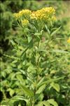 Senecio ovatus (P.Gaertn., B.Mey. & Scherb.) Willd. subsp. ovatus