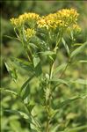 Senecio ovatus (P.Gaertn., B.Mey. & Scherb.) Willd. subsp. ovatus