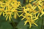 Senecio ovatus (P.Gaertn., B.Mey. & Scherb.) Willd. subsp. ovatus