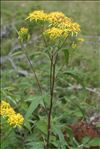 Senecio ovatus (P.Gaertn., B.Mey. & Scherb.) Willd. subsp. ovatus