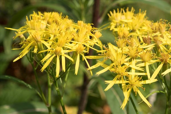 Senecio ovatus (P.Gaertn., B.Mey. & Scherb.) Willd. subsp. ovatus