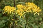 Senecio ovatus (P.Gaertn., B.Mey. & Scherb.) Willd. subsp. ovatus