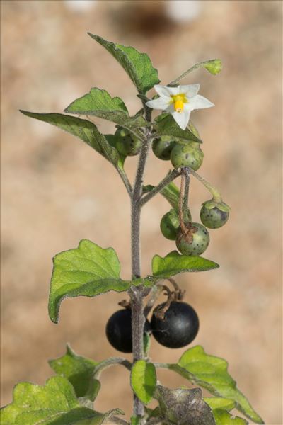 Solanum nigrum subsp. schultesii (Opiz) Wessely