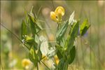 Lathyrus pratensis L.