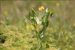 Lathyrus pratensis L.