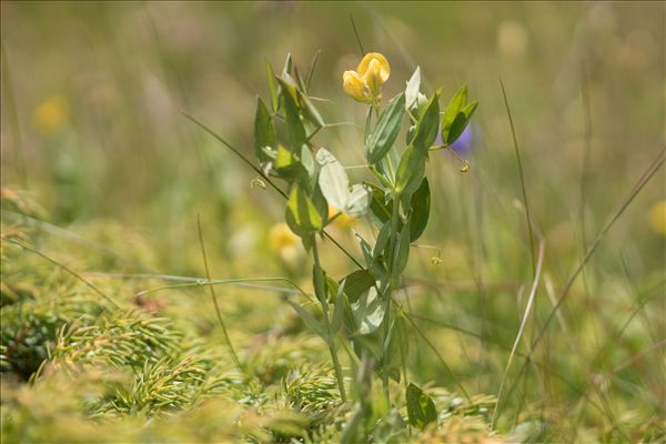 Lathyrus pratensis L.