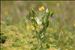 Lathyrus pratensis L.